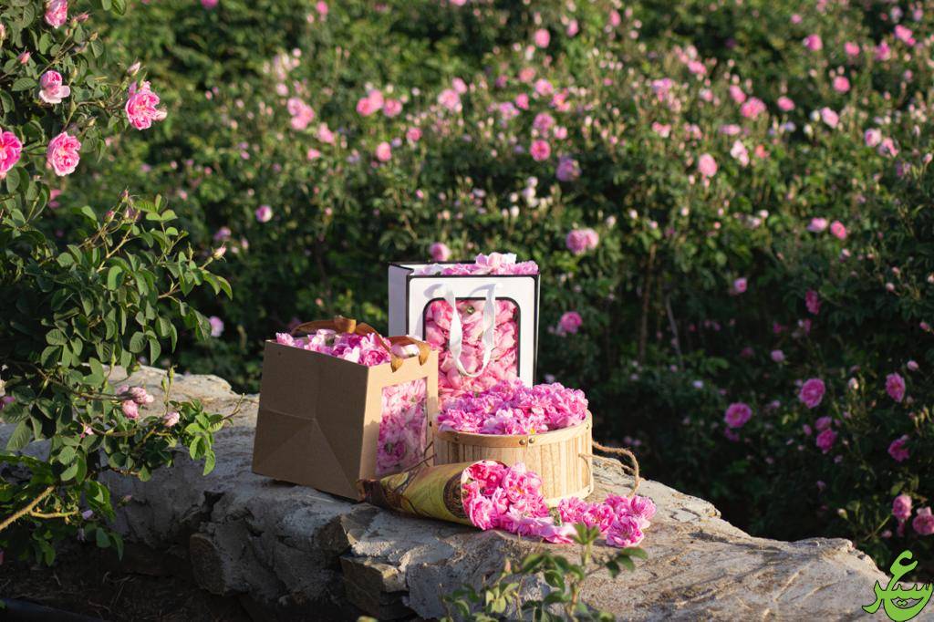 الطائف حديقه الورود مدينة الطائف
